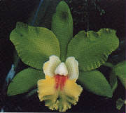 orchid_flower.jpg